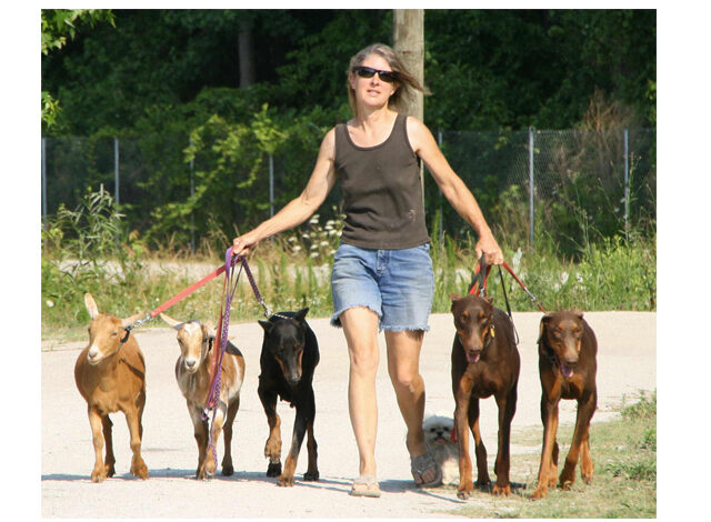 Image of Dr. Lynne Swanson walking dogs and goats.