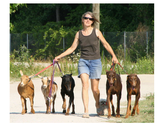 Image of Dr. Lynne Swanson walking dogs and goats.