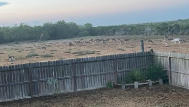 Animals graze outside the lodge at South Texas Ranch.