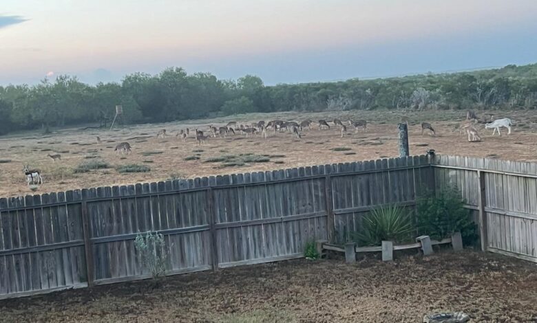 Animals graze outside the lodge at South Texas Ranch.